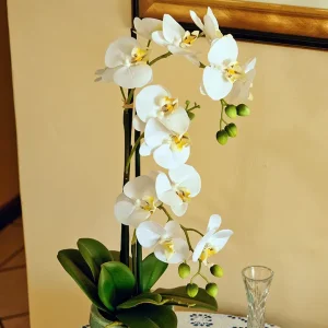 Orquídea Phalaenopsis