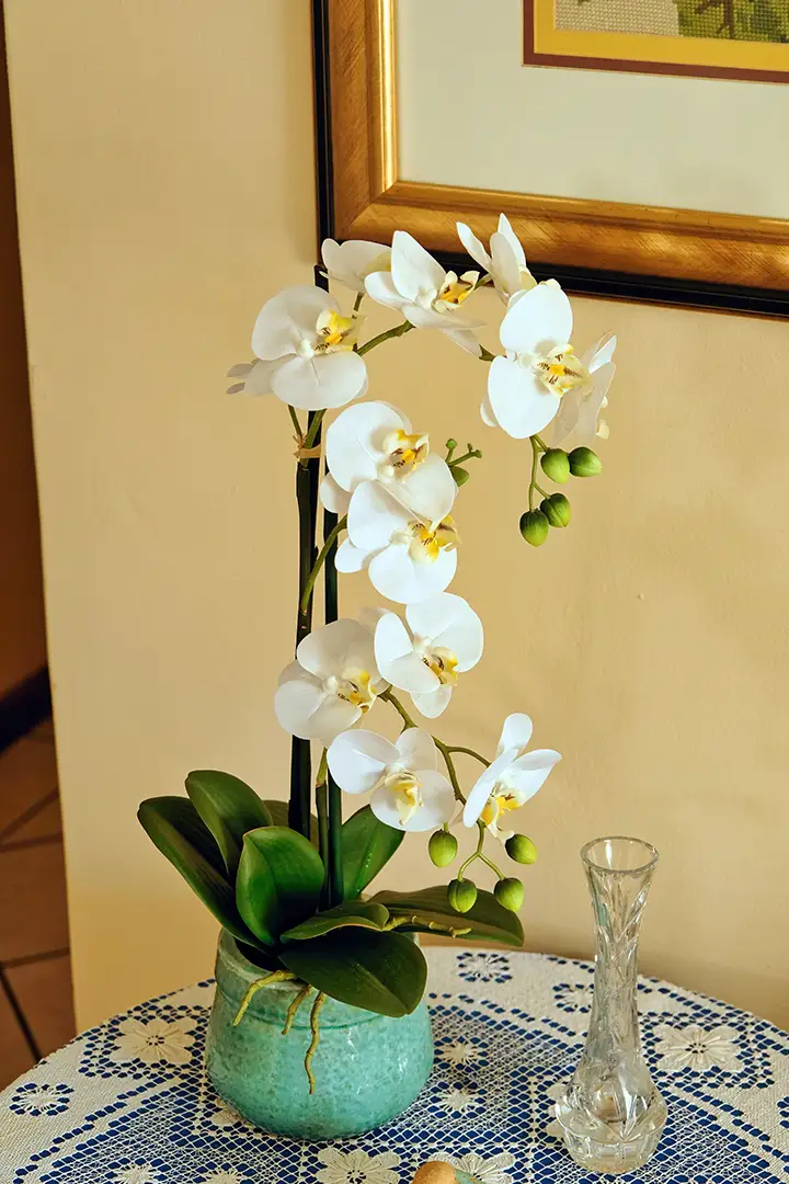 Orquídea Phalaenopsis