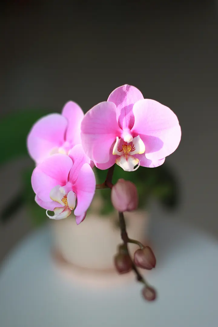 Orquídea Phalaenopsis - Imagen 2