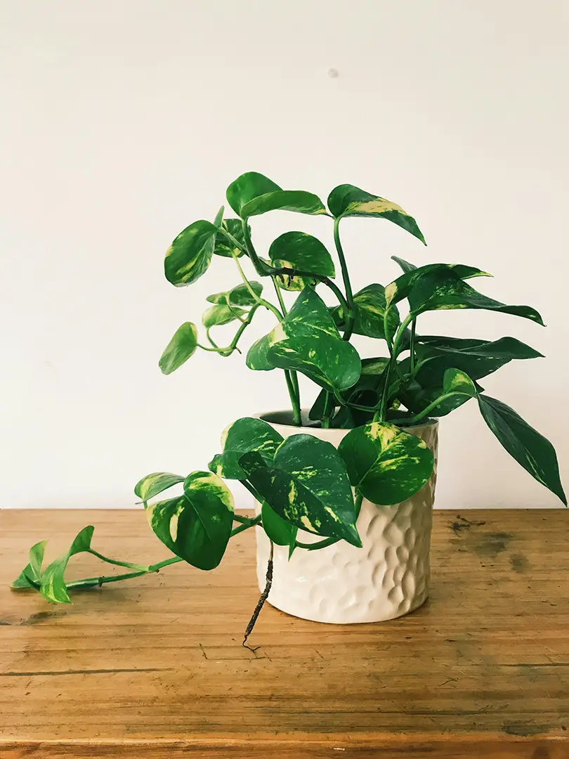 Pothos