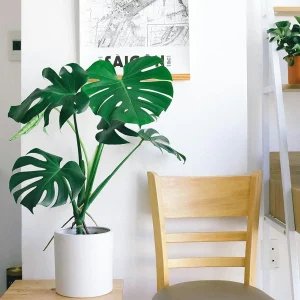 Monstera