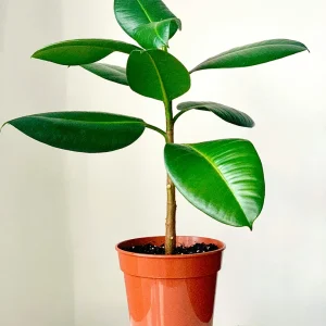 Ficus elástica