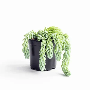 Sedum morganianum